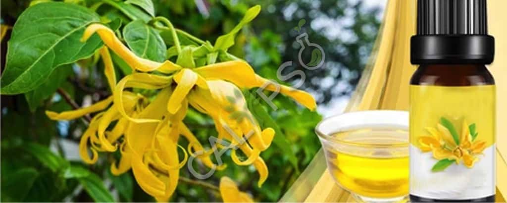 Buy Ylang - Ylang Essential Oil